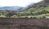 Grass Ecuador 