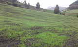 Grass Ecuador