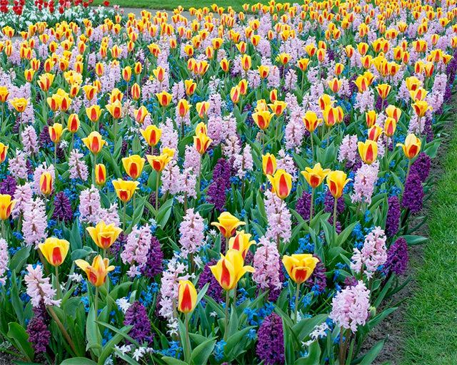 15 Winning Spring Bulb Planting Combinations Farmer Gracy S Blog