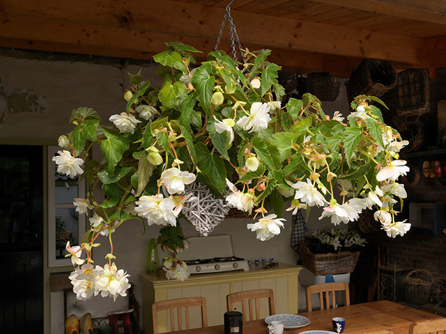 the best trailing begonias for hanging baskets farmer gracy s blog
