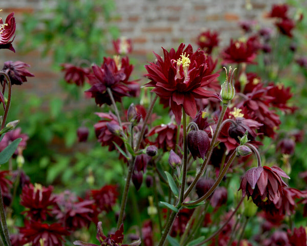 Aquilegia 'Ruby Port'