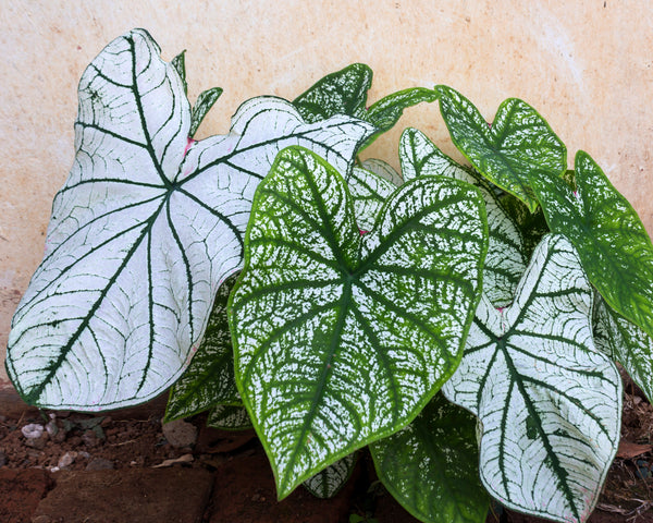 Caladium White Christmas Bulbs Buy Angel Wings Online At Farmer Gracy Uk