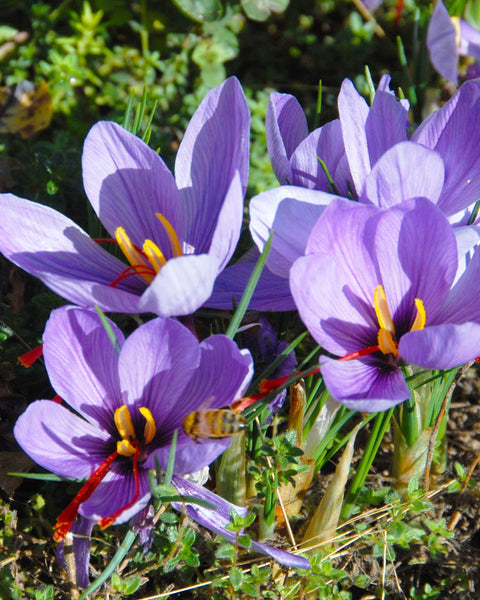 The Great British Bulb Company Grow Your Own Saffron!! 50 Crocus Sativus Bulbs
