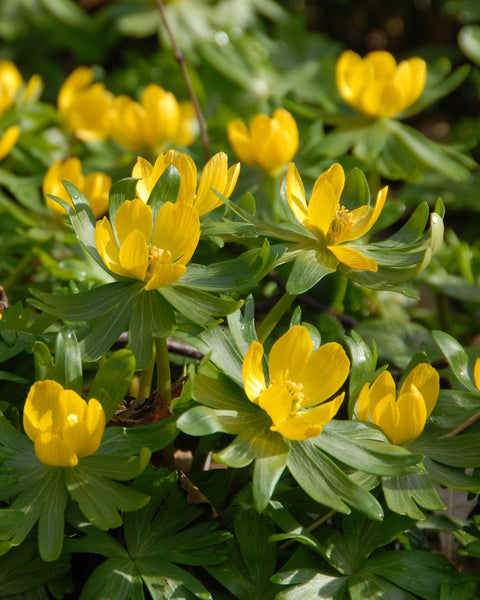 Eranthis Hyemalis Winter Aconites Bulbs Buy Online At Farmer Gracy