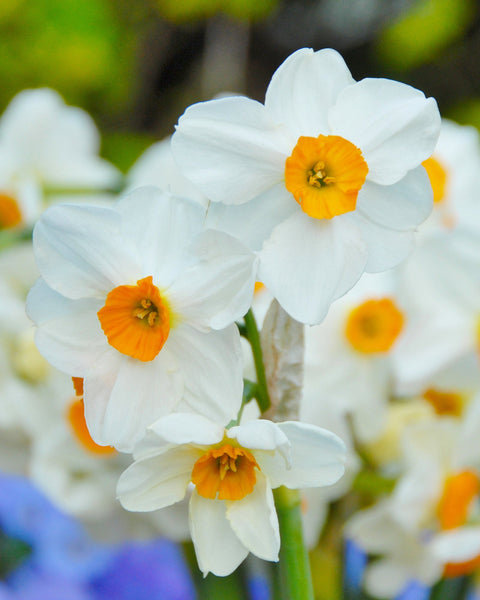 Narcissus Geranium Bulbs Buy Online At Farmer Gracy Uk