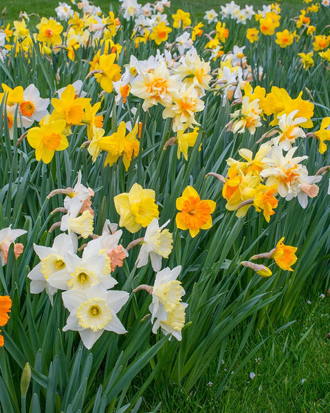 Narcissus Harlequin Mixed Bulbs Buy Online At Farmer Gracy Uk