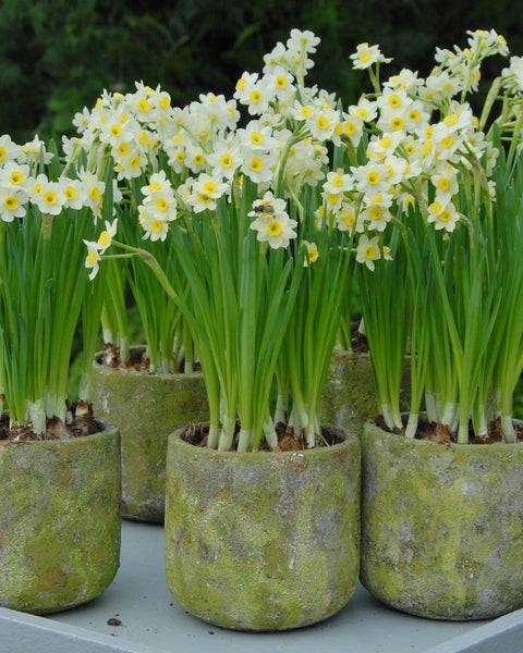 Narcissus Minnow Bulbs Buy Online At Farmer Gracy Uk