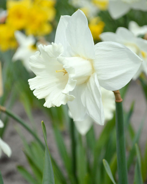 Narcissus Mount Hood Bulbs Buy Online At Farmer Gracy Uk