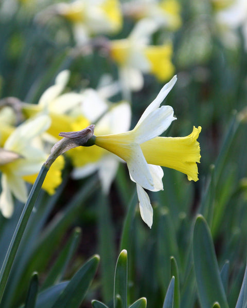 Narcissus Topolino Bulbs Buy Online At Farmer Gracy Uk