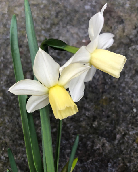 Narcissus Toto Bulbs Buy Online At Farmer Gracy Uk