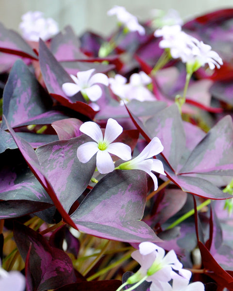 Oxalis Triangularis Bulbs Buy Purple Shamrock Online At Farmer Gracy Uk