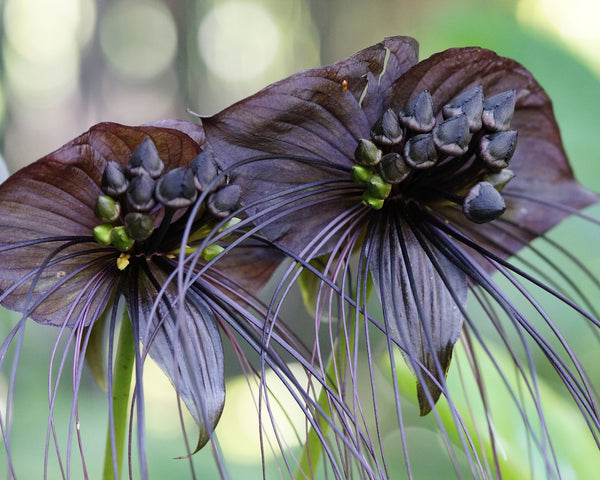 Tacca Chantrieri Black Rhizomes Buy Black Bat Flower Plants Online At Farmer Gracy Uk