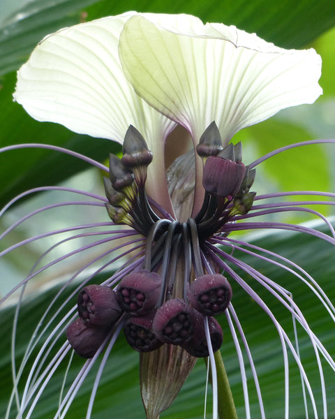 Tacca Chantrieri Nivea Rhizomes Buy White Bat Flower Plants Online At Farmer Gracy Uk