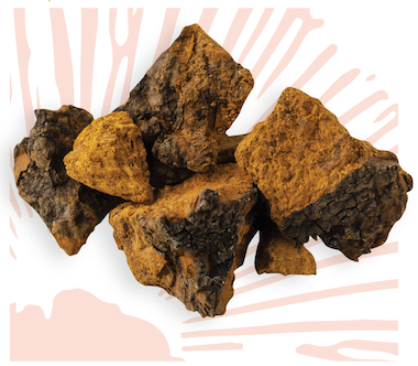 Chaga Mushroom