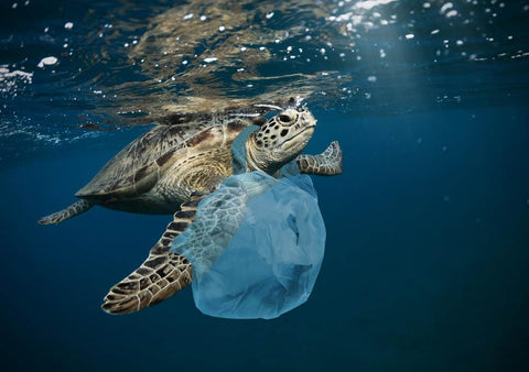 turtle in plastic waste ocean