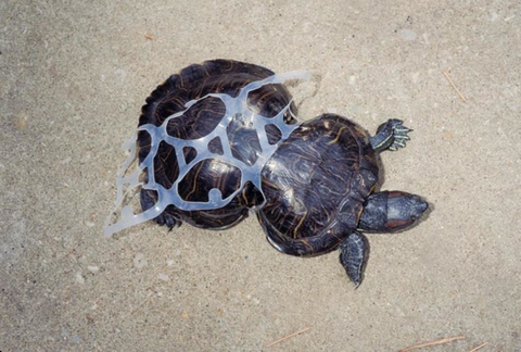 turtle in plastic