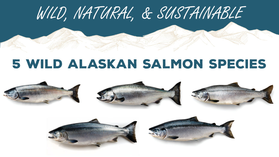 The Five Wild Alaskan Salmon Species Wild For Salmon 6164