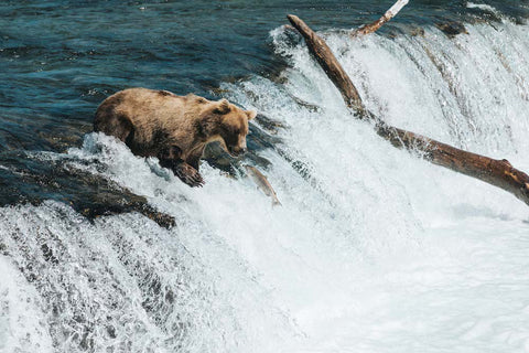 kodiak bear in river eating salmon