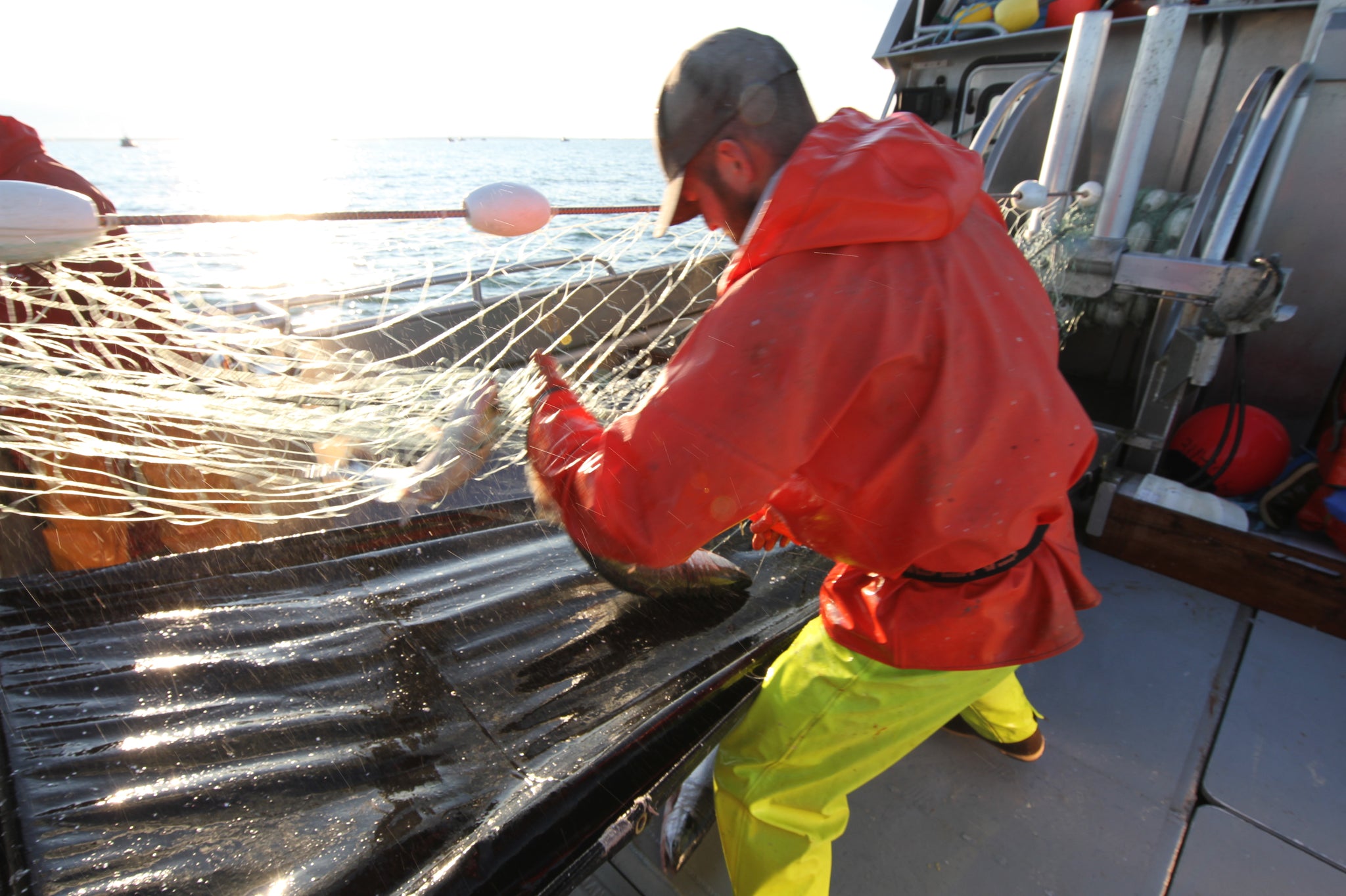 bristol bay fishery wild salmon