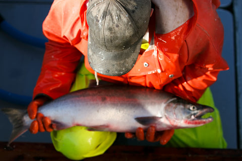 fisherman holding sockeye salmon