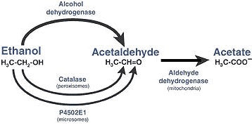 breaking down acetaldehyde from alcohol
