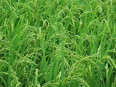 rice cultivation is said to be a cause of ALDH2 deficiency