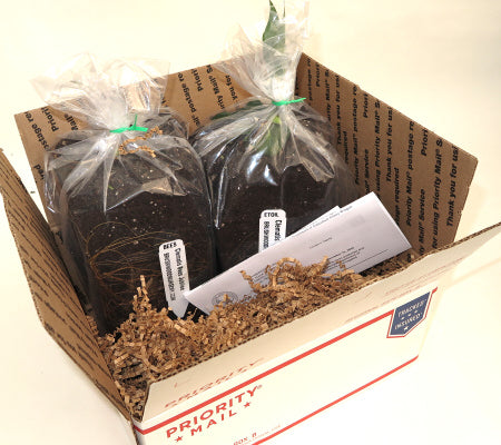 Clematis Package