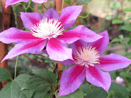 Clematis Red Pearl
