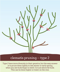 Clematis Pruning Type 2