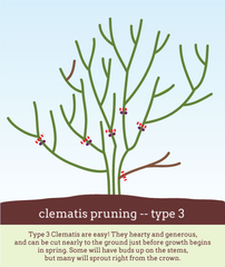 Clematis Pruning Type 3