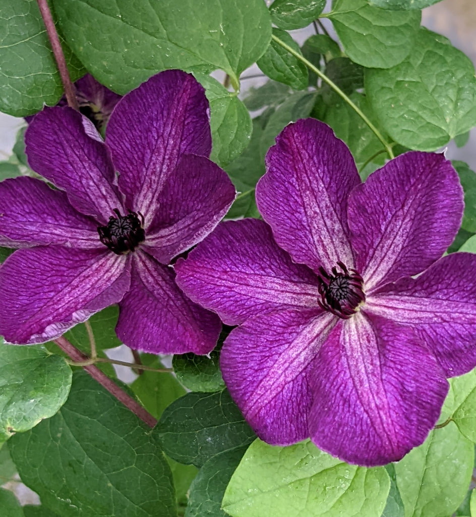 Clematis Night Veil Brushwood Nursery, Clematis Specialists