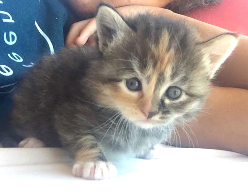 Kittens, Kittens, Everywhere!