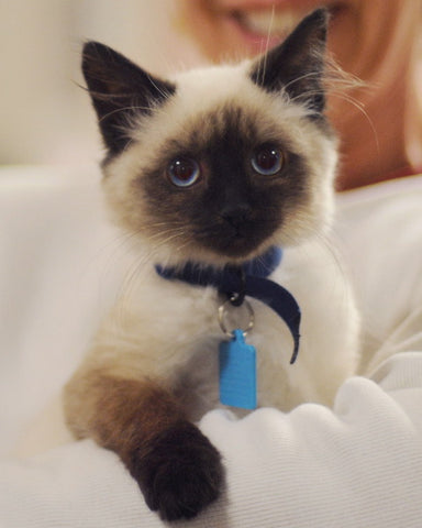 Photo of Siamese kitten with smiling owner.