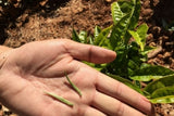 Golden Bud leaf plucking standard