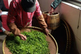 Yellow tea sorting leaf pluck