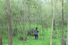 The unusual bamboo forest canopy over Mrs Pei's plants