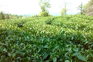 Silver Needles tea farm