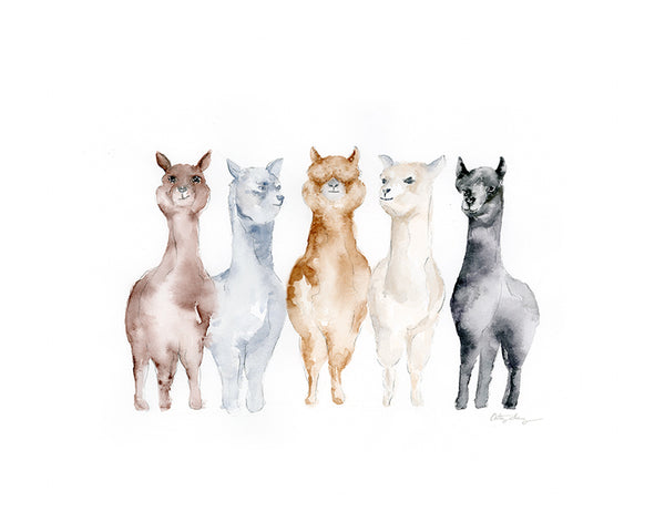 alpaca art