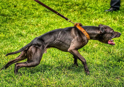 Canine Athletes Grand Champion Lucio