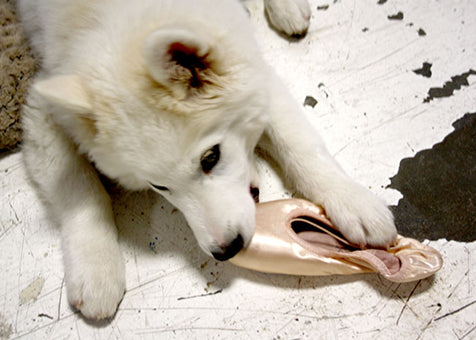 Dog Eating Pointe Shoes