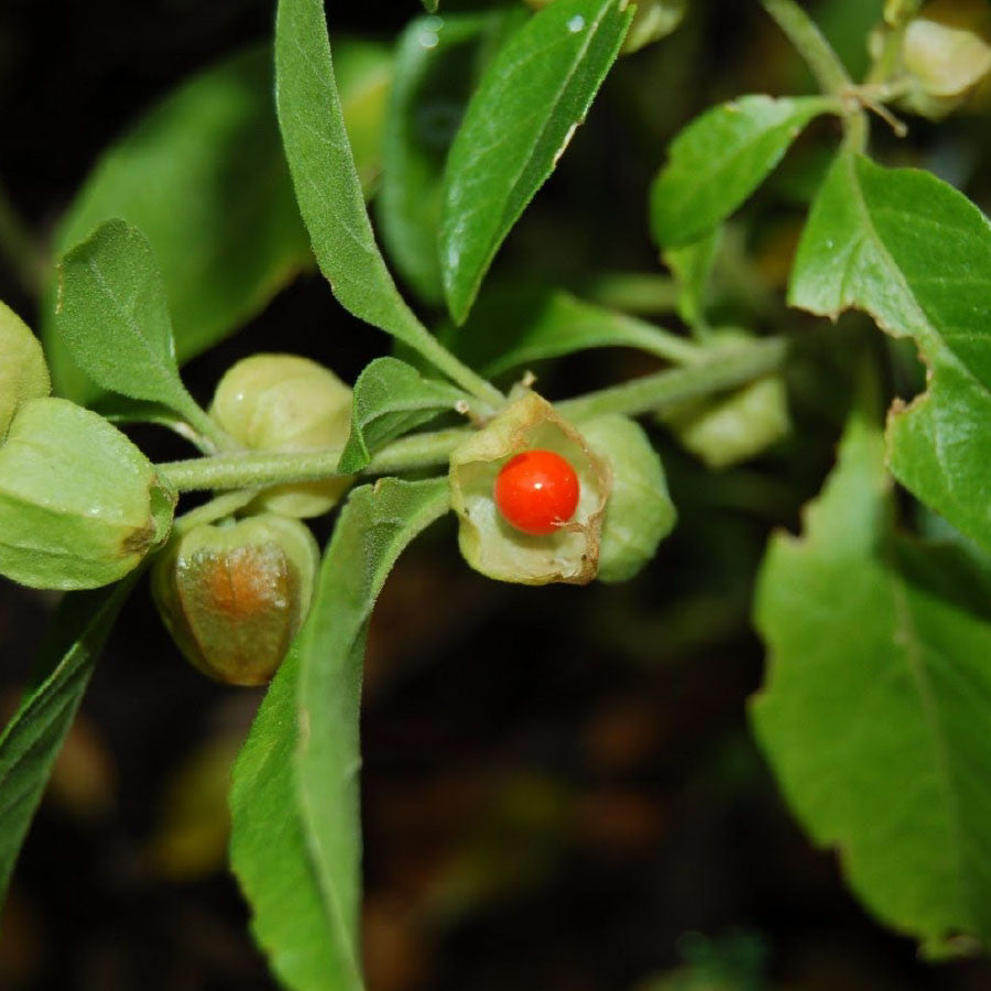 Ashwagandha|Withania somnifera