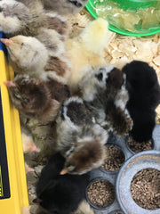 How many chicks do you see? Crescent Mountain Soap 