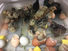 Chicks hatching in our classroom Crescent Mountain Soap 