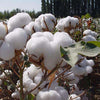 soft cotton for latuza