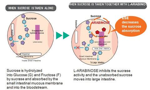 L-Arabinose