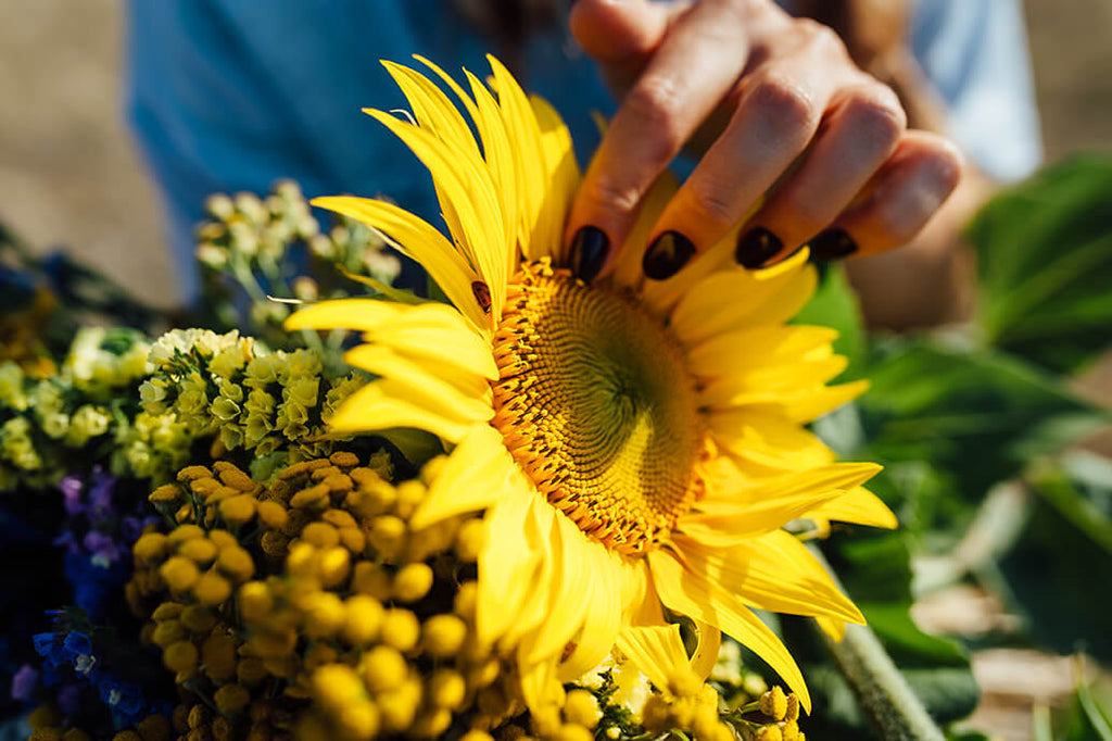 sunflower