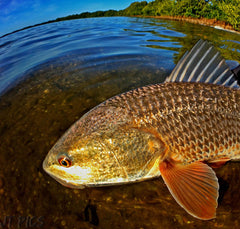 redfish