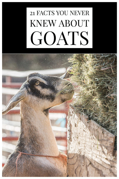 21 Facts You Never Knew About Goats - Bend Soap Company
