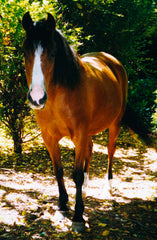 Horse - Abby