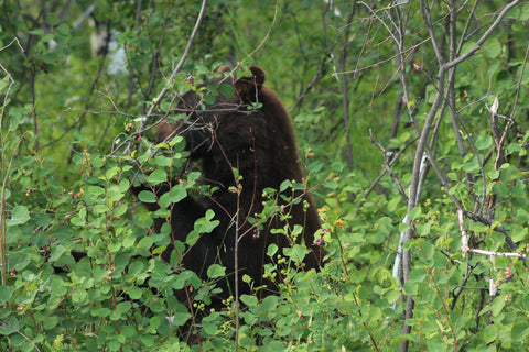 Bears in Glacier National Park